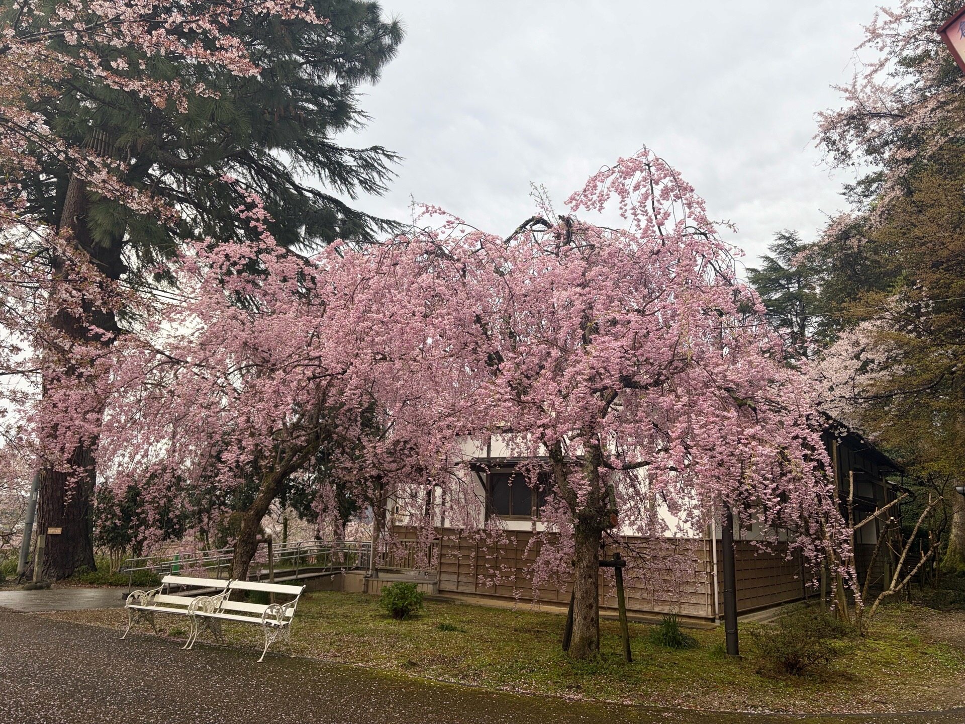 しだれ桜